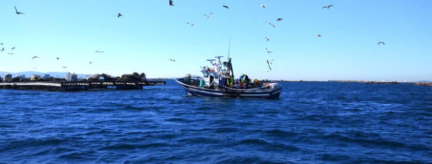 Rutas en barco por Cambados